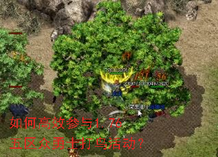 如何高效参与1.76五区众勇士打鸟活动？