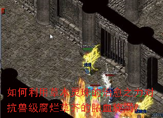 如何利用草木灵珠的治愈之力对抗兽级腐烂草芥的脓血旋涡？